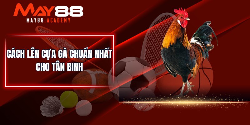 Cách lên cựa gà chuẩn nhất cho tân binh